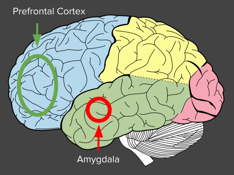 prefrontal korteks