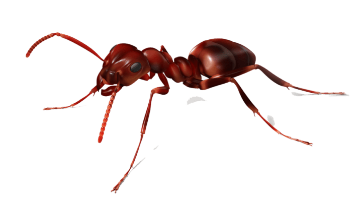 Ant-PNG-Image