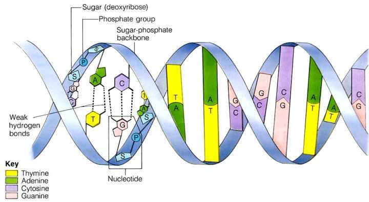 dna-structure
