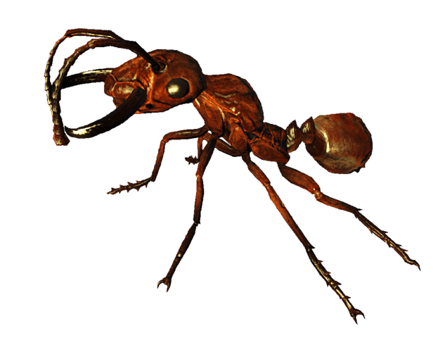 Fo4NW_ant