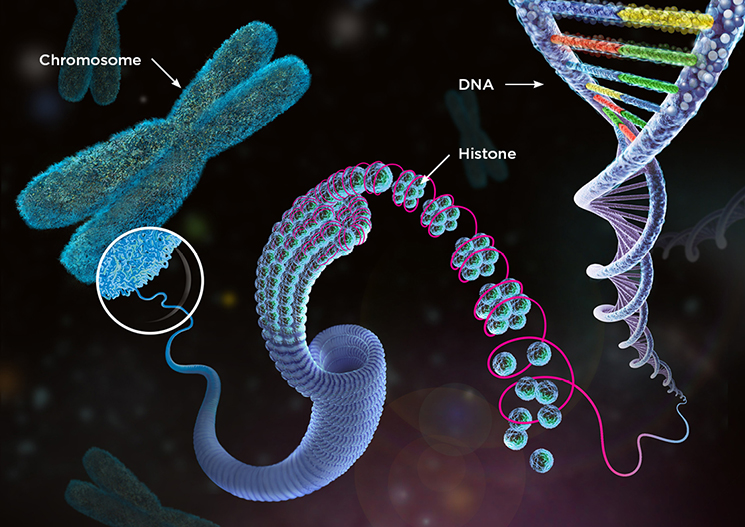 dna düzen kaos