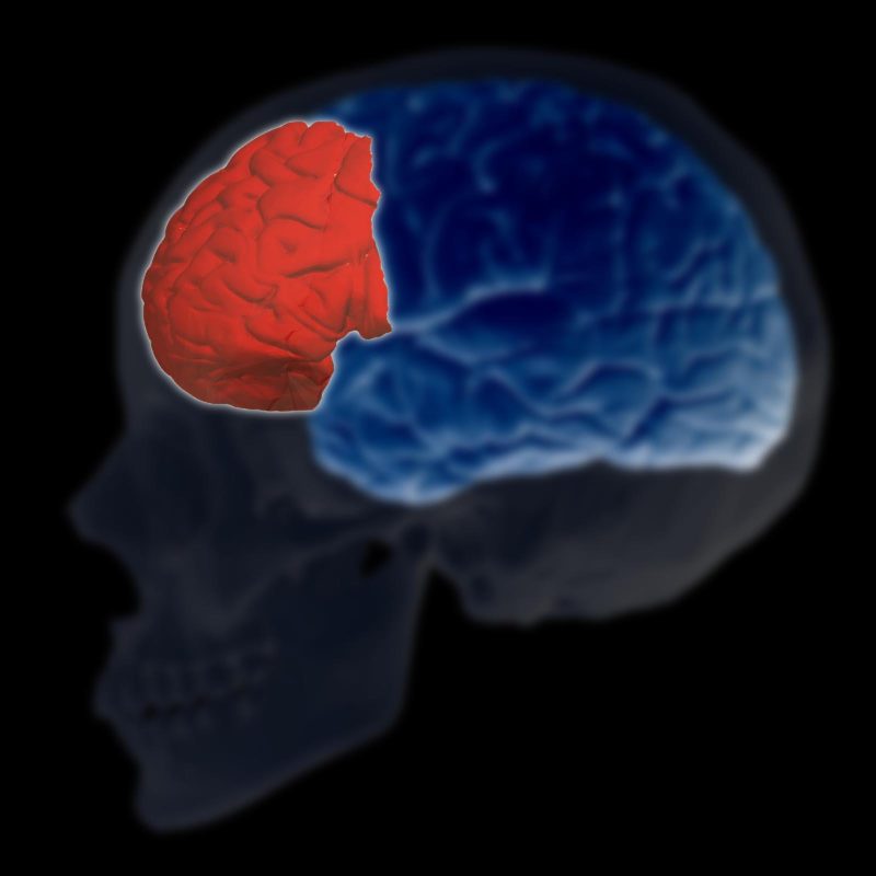 prefrontal korteks