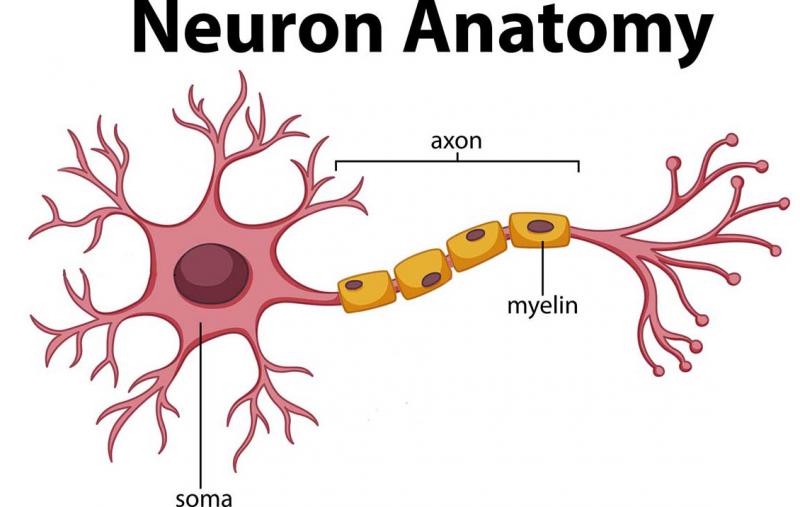 neuron anatomy diagram neuron anatomy diagram