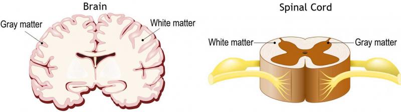 brain spine gray and white matter brain spine gray and white matter