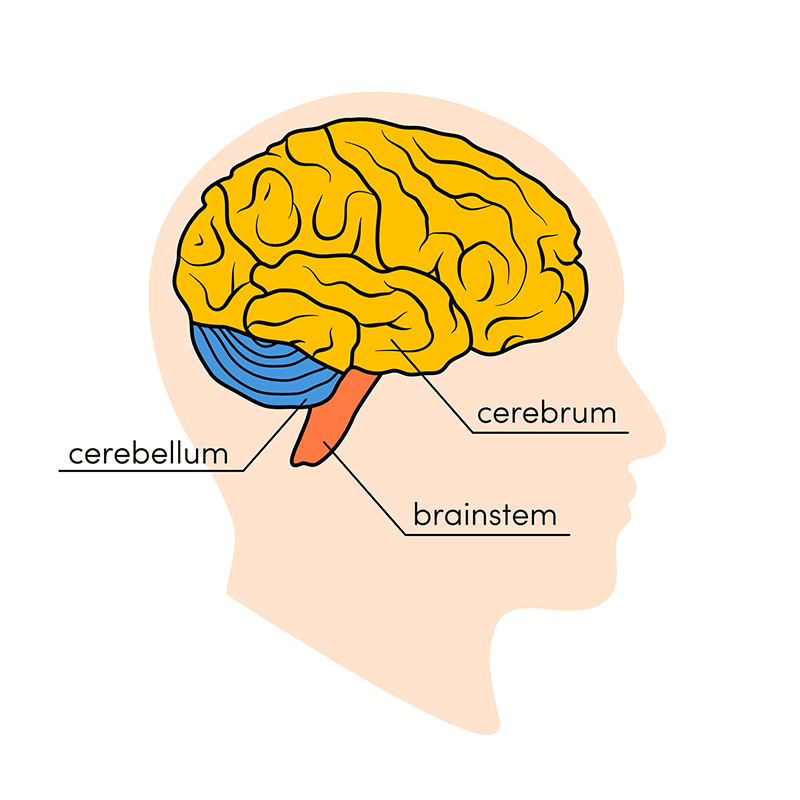 brain main parts brain main parts