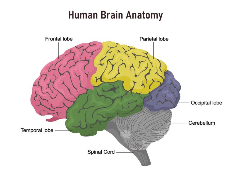 brain lobes anatomy brain lobes anatomy
