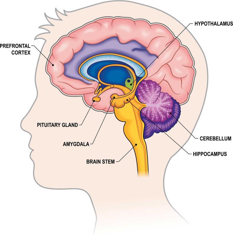 brain cross section deeper structure brain cross section deeper structure