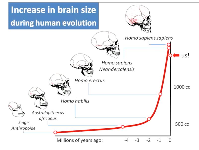brain size